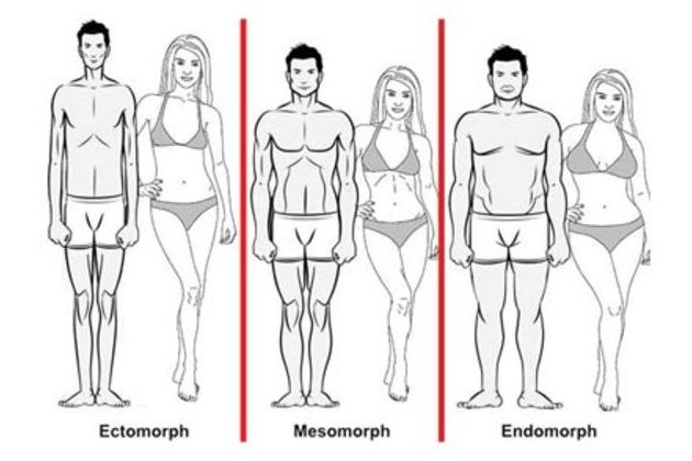 Типы телосложения: эктоморф, мезоморф, эндоморф: можно ли и как изменить телосложение - Belok-Блог про здоровье и спорт