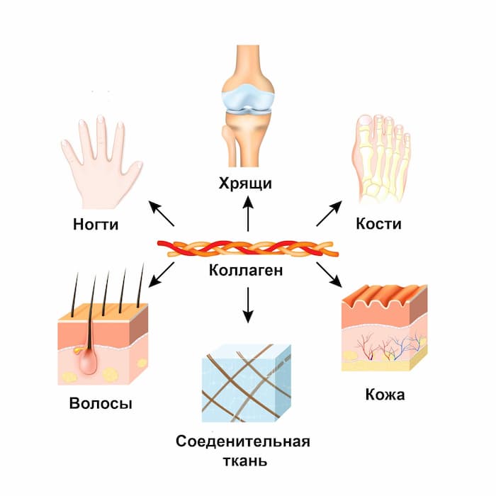 коллаген